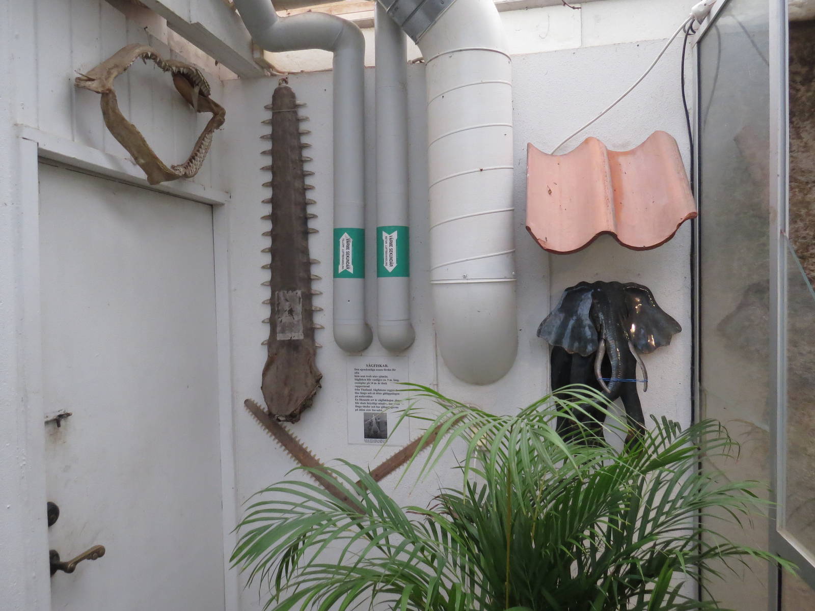 Sawfish saws, June 2015