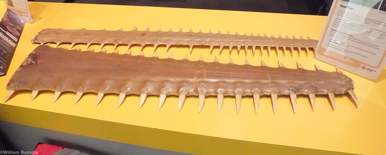 Sawfish Saws - Queensland Museum