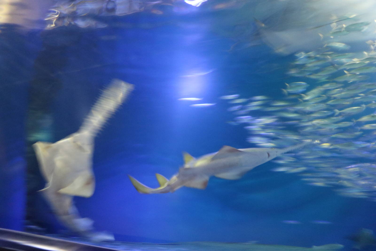 Sawfish together! - EPSON Aqua Park, February 2016