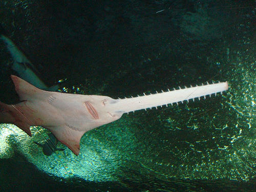 Sawfish, UnderwaterWorld Singapore