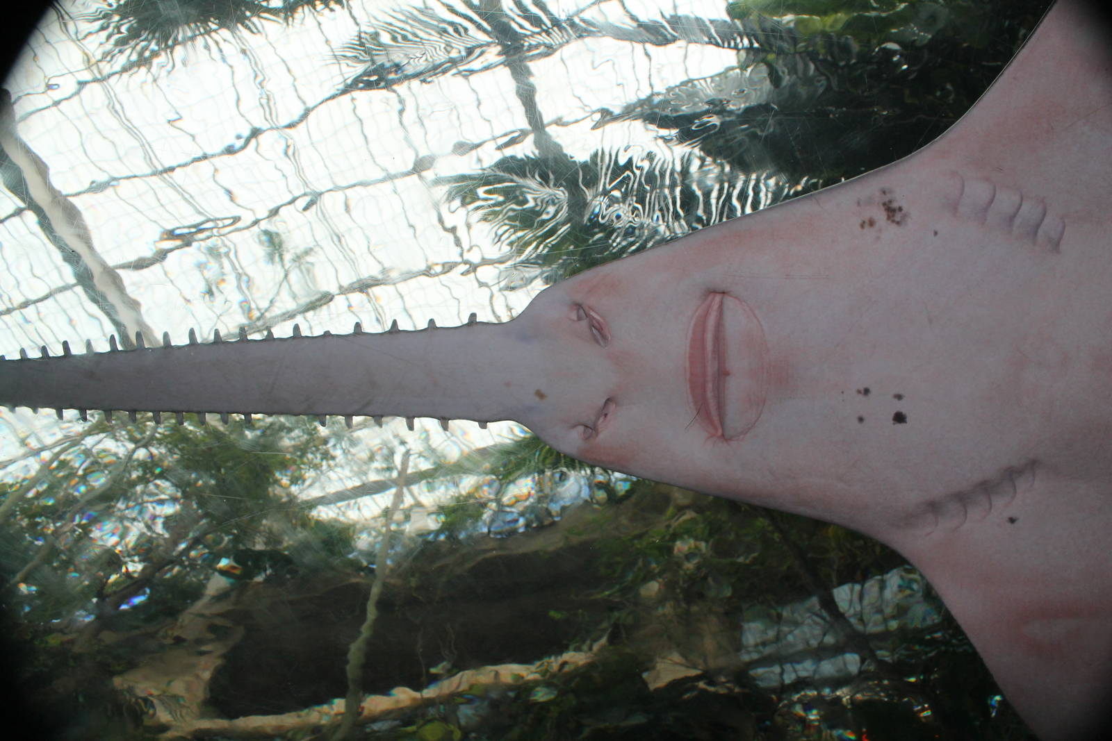 Sawfish