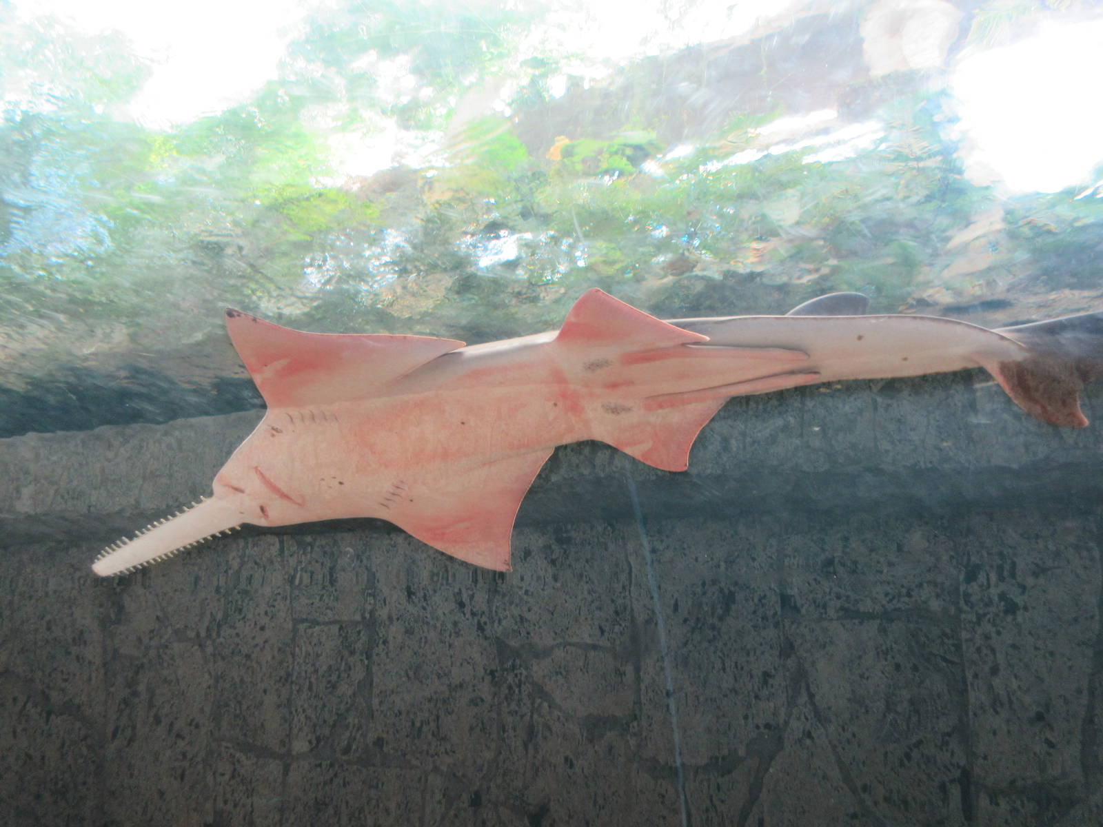 Sawfish