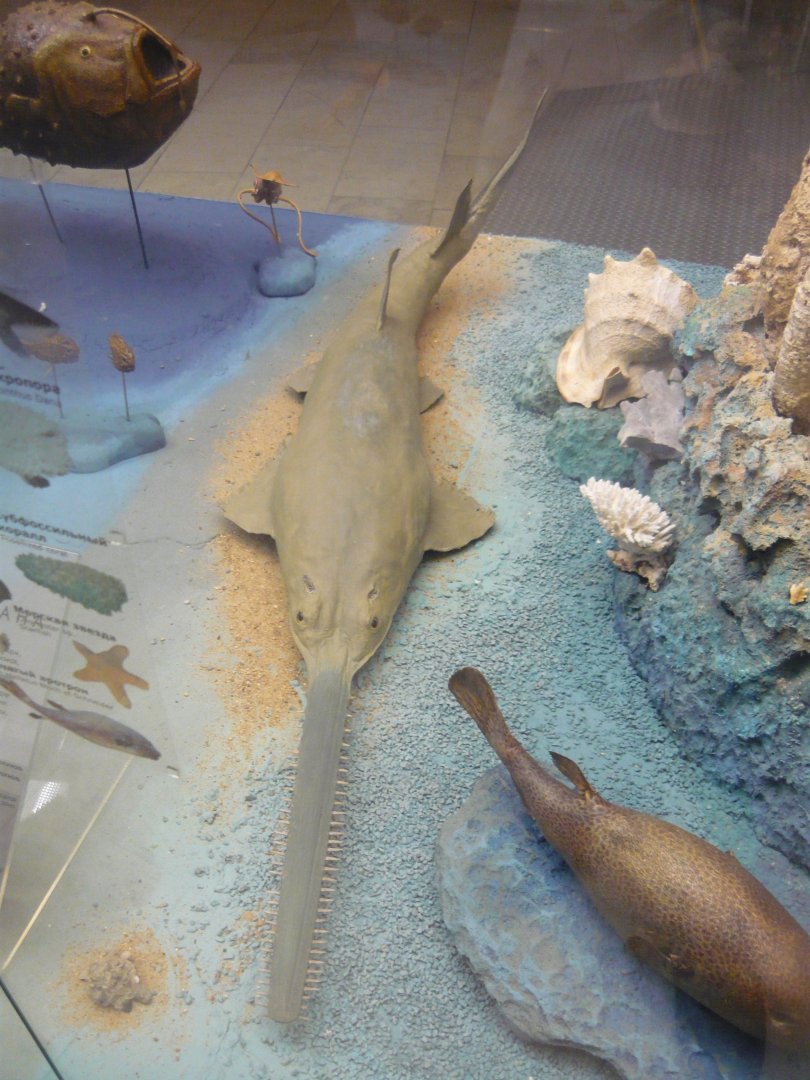 Sawfish