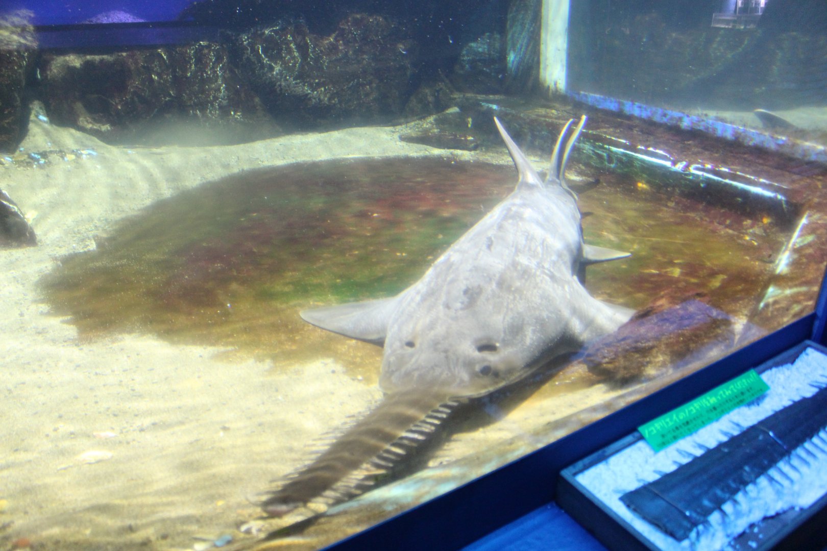 Sawfish