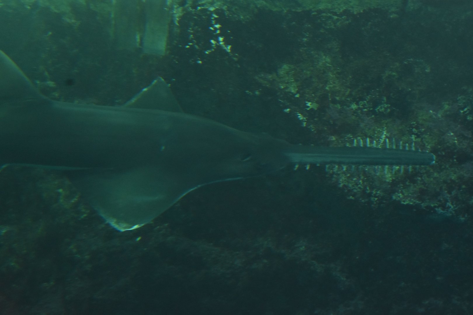 Sawfish