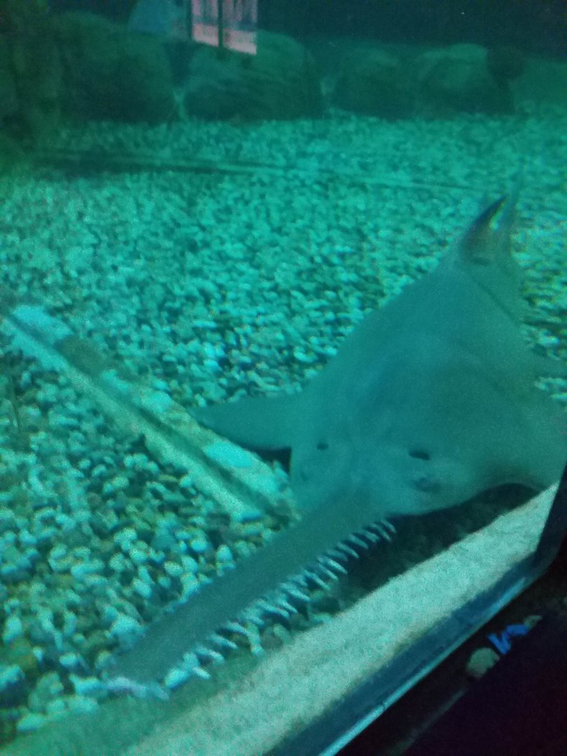 Sawfish