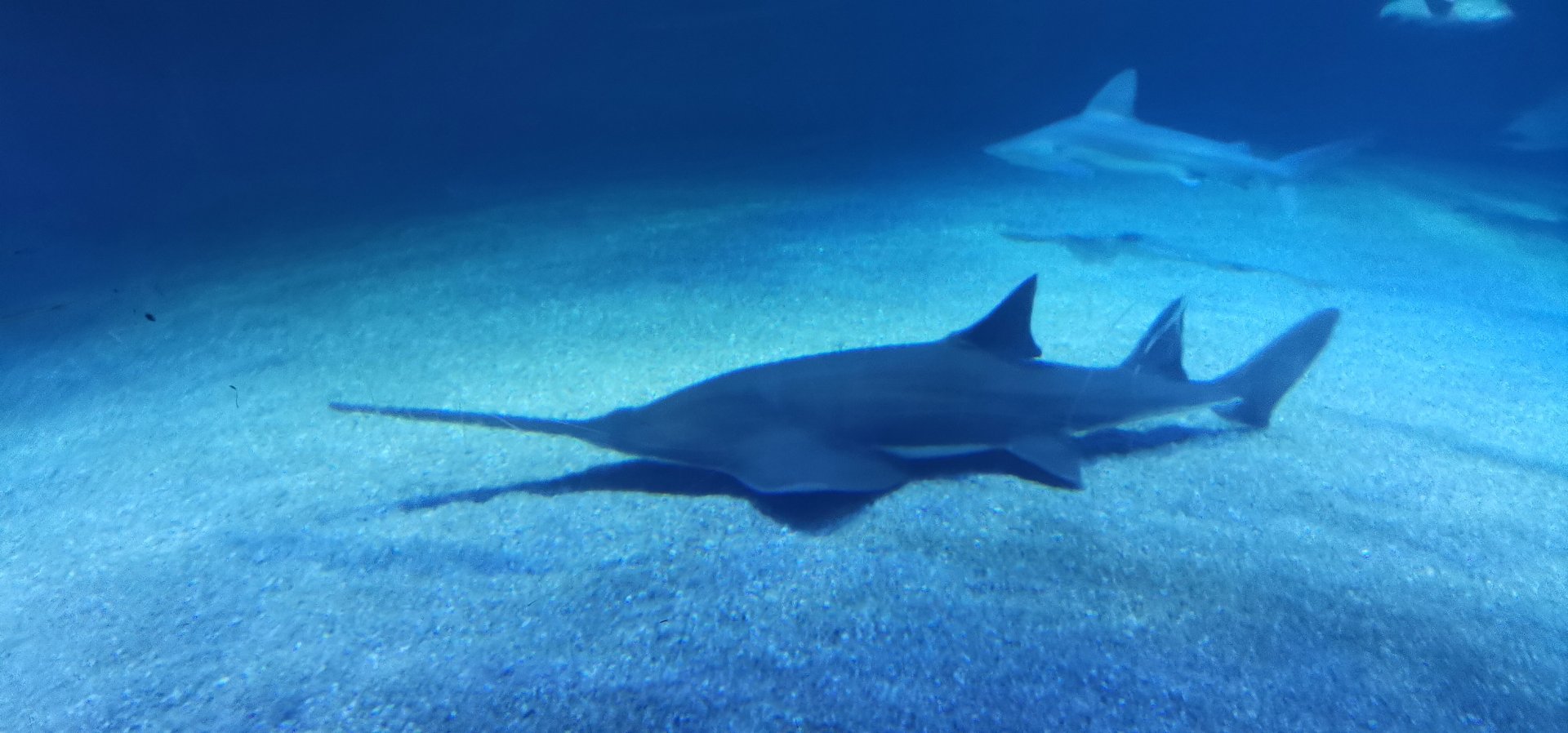 Sawfish