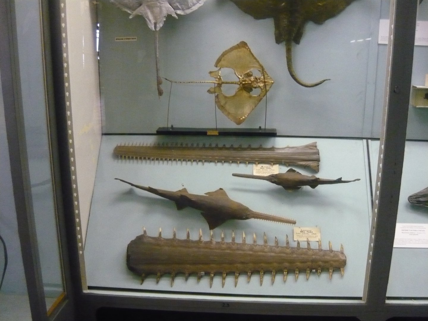 Sawfishes and their rostrums