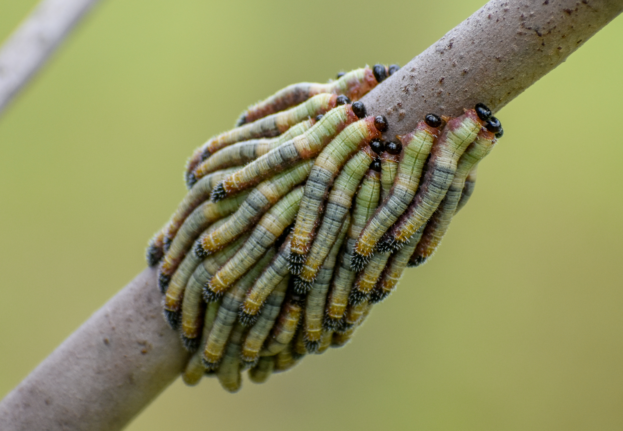 sawfly larvae