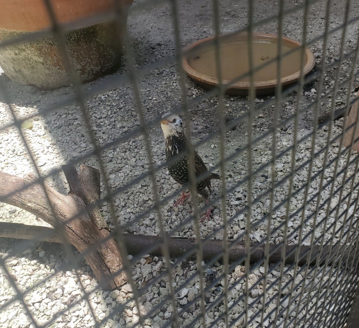 Sawgrass Nature Center (2022) - European Starling (rare morph)