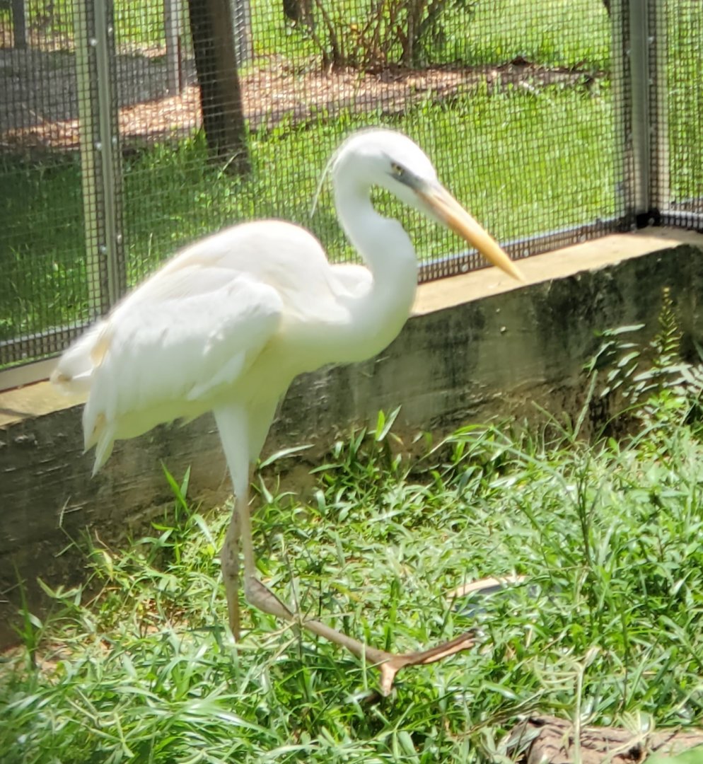 Sawgrass Nature Center (2022) - Great Blue Heron (white morph)