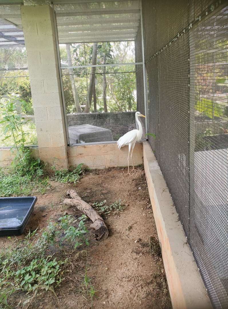 Sawgrass Nature Center (2022) - Great Blue Heron (white morph)