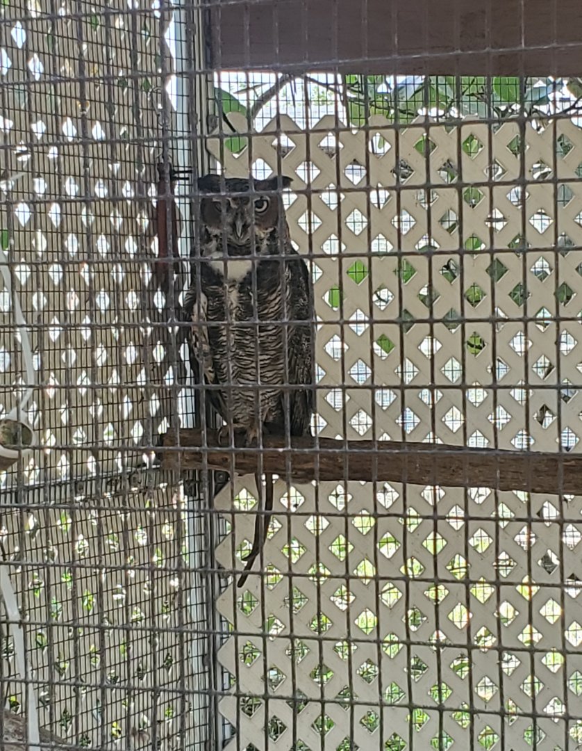 Sawgrass Nature Center (2022) - Great Horned Owl