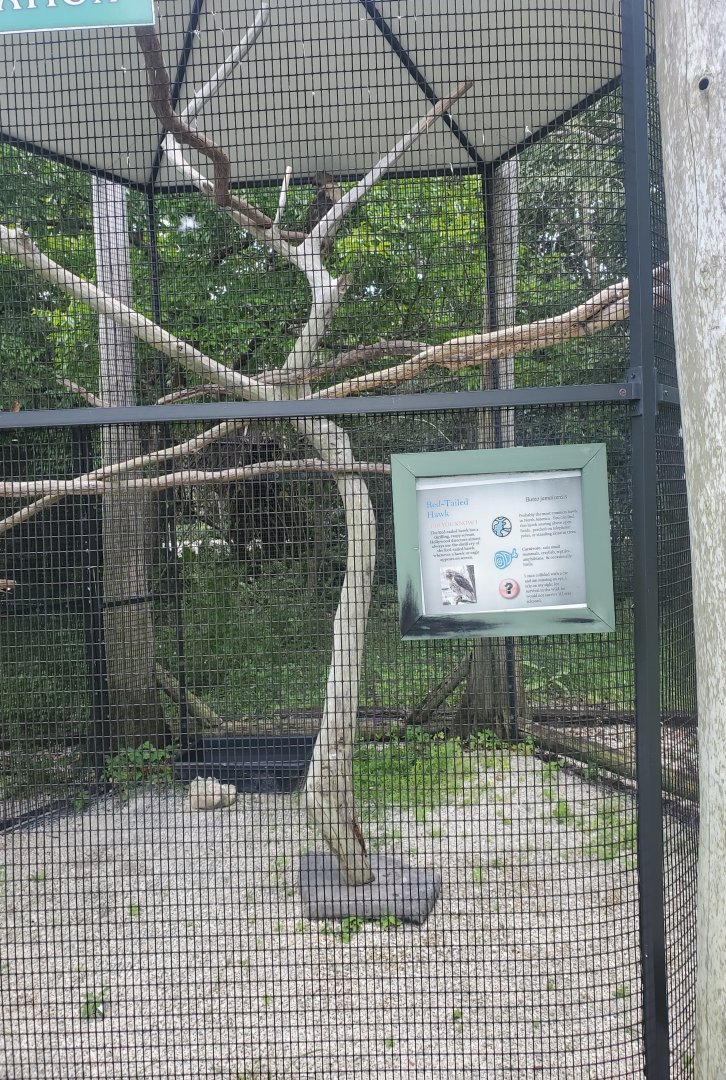 Sawgrass Nature Center (2022) - Red-tailed Hawk + enclosure