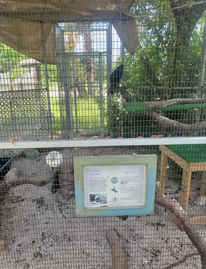 Sawgrass Nature Center (2022) - Turkey Vulture + enclosure