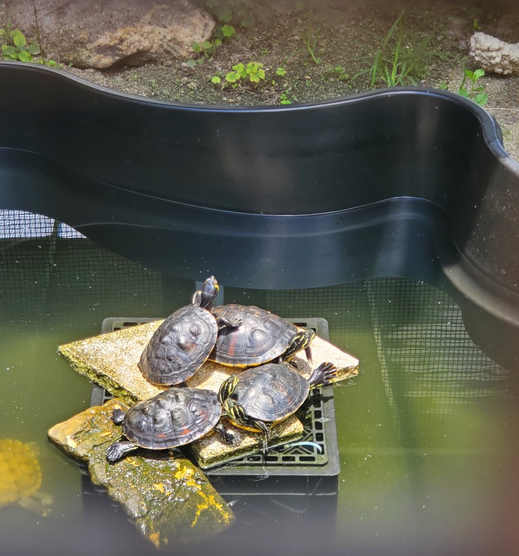 Sawgrass Nature Center (2022) - Turtles