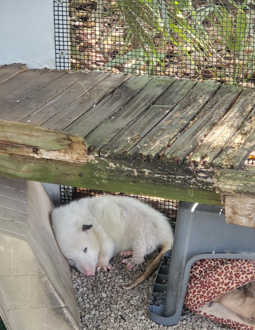 Sawgrass Nature Center (2022) - Virginia Opossum (leucistic)