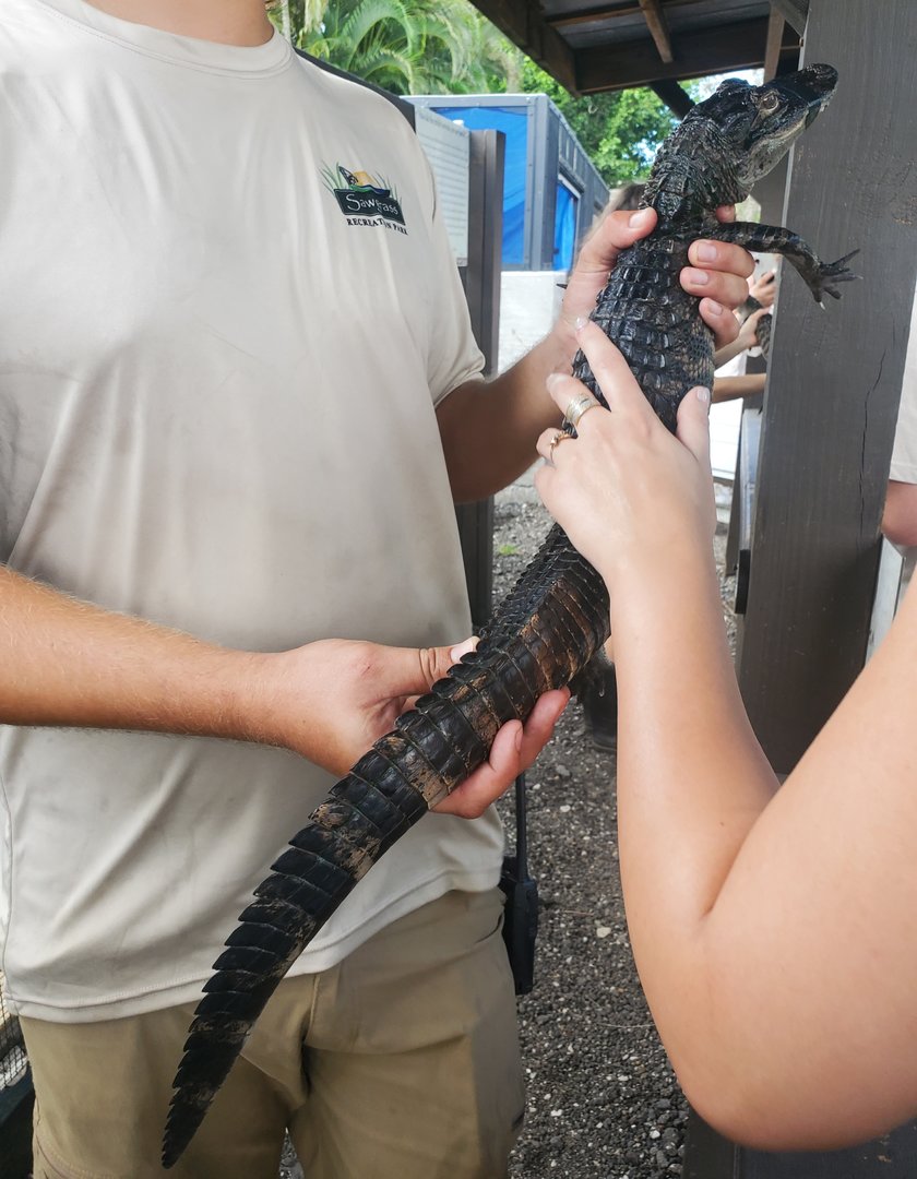 Sawgrass Recreation Park - Alligator petting