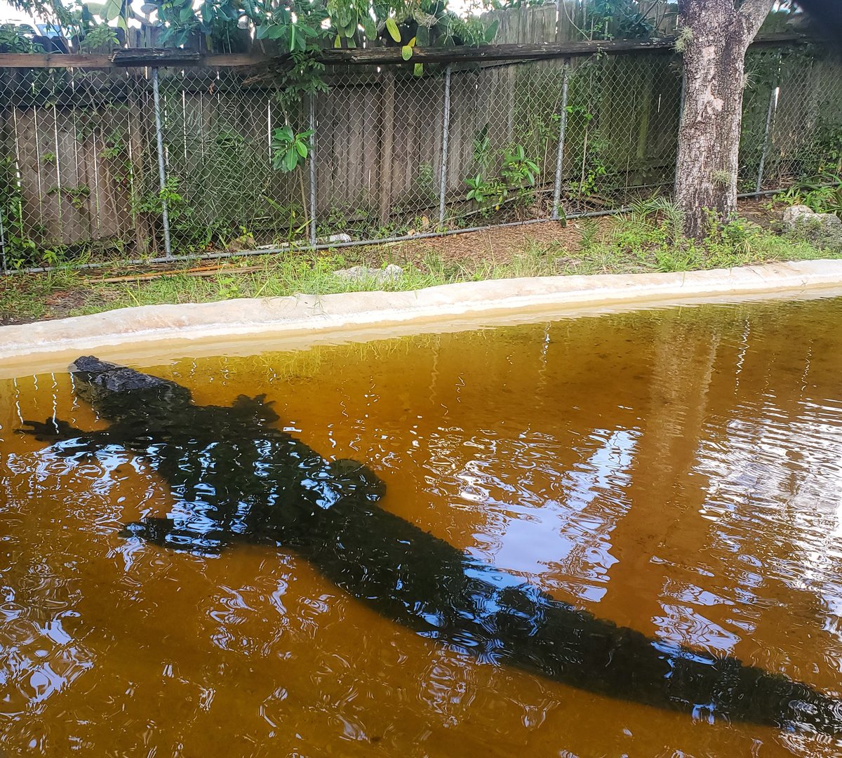 Sawgrass Recreation Park - Big Gator