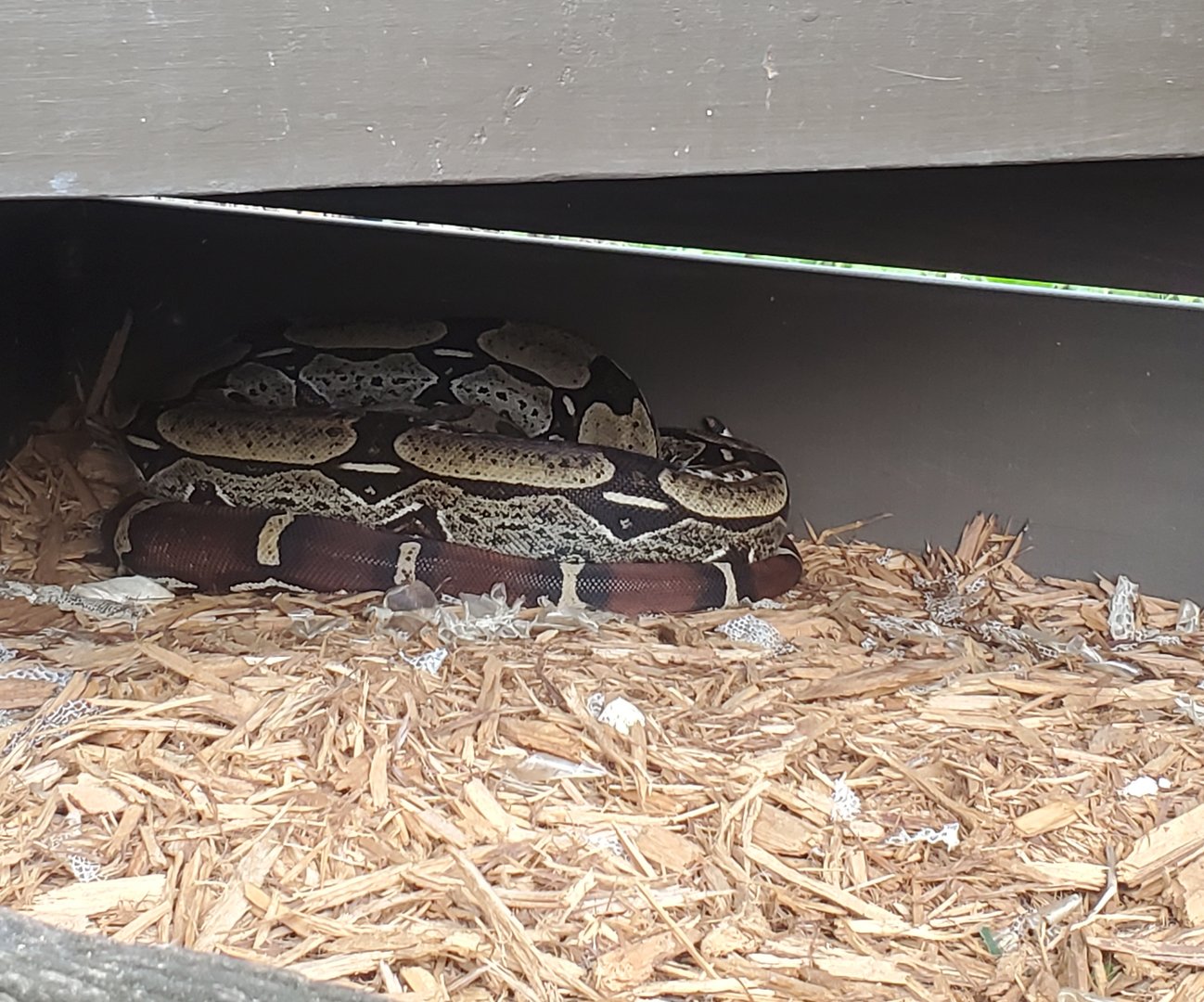 Sawgrass Recreation Park - Boa Constrictor