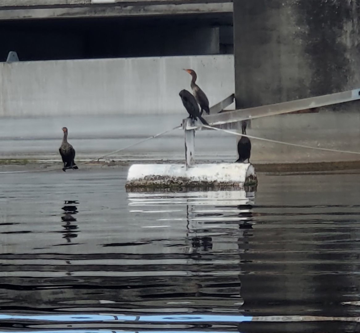 Sawgrass Recreation Park - Cormorants