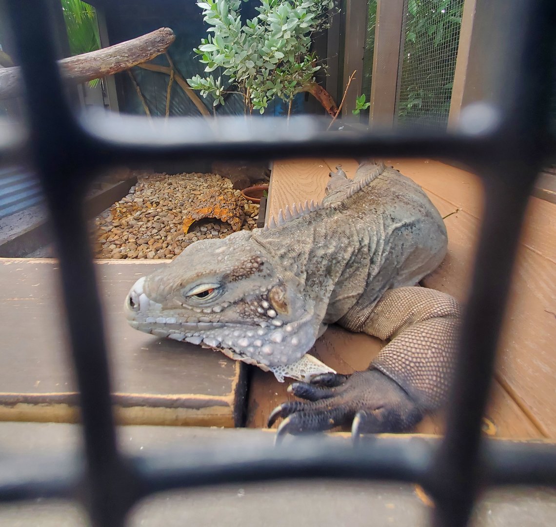 Sawgrass Recreation Park - Cuban Iguana