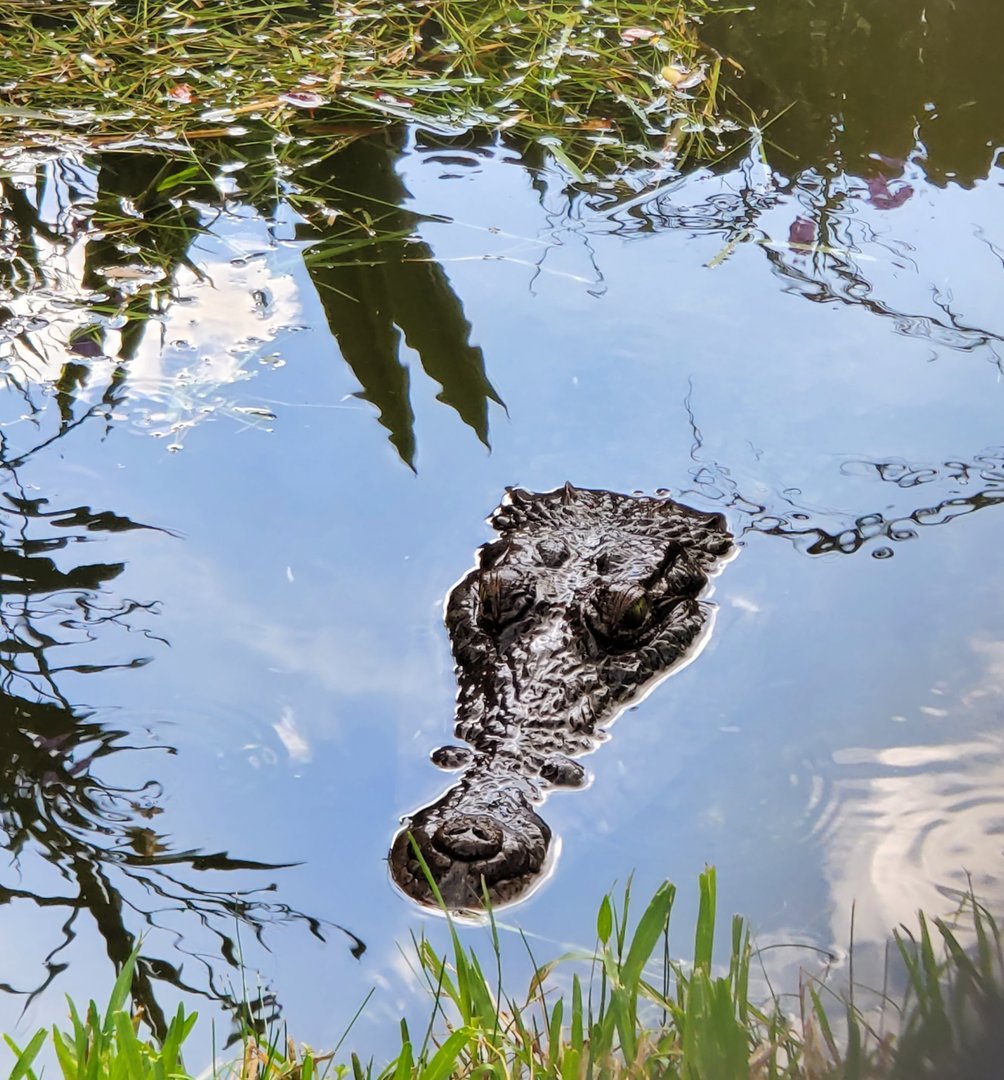 Sawgrass Recreation Park - Morelet's Crocodile