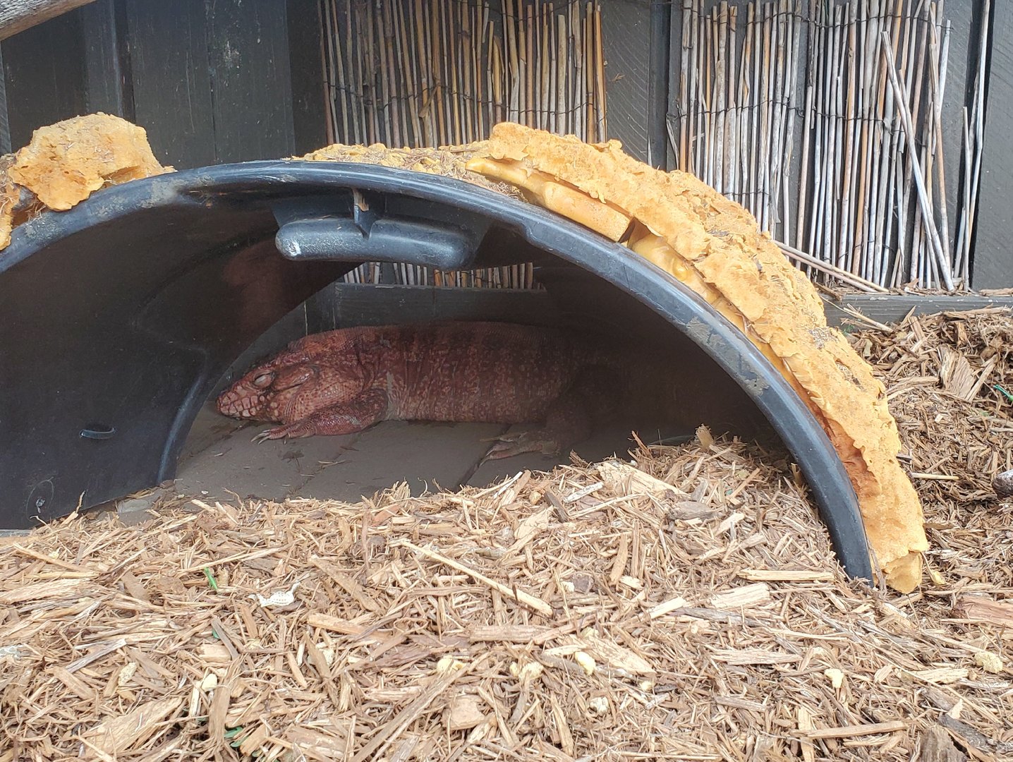 Sawgrass Recreation Park - Red Tegu