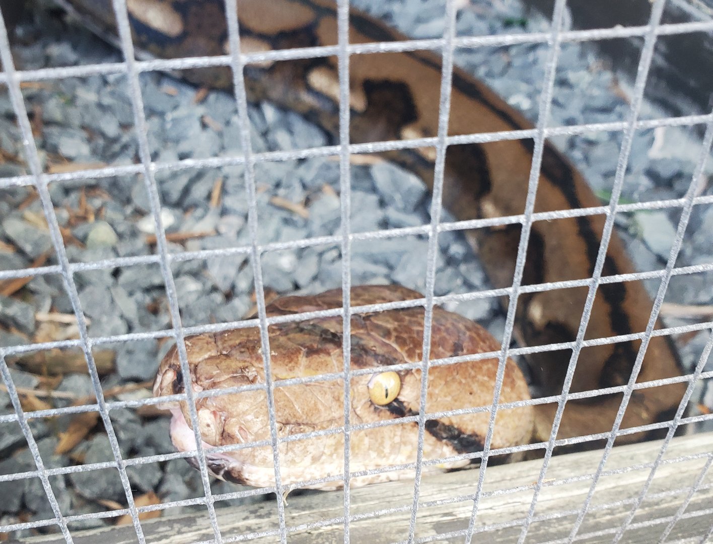 Sawgrass Recreation Park - Reticulated Python