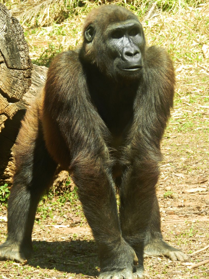 "Sawidi" - Belo Horizonte zoo