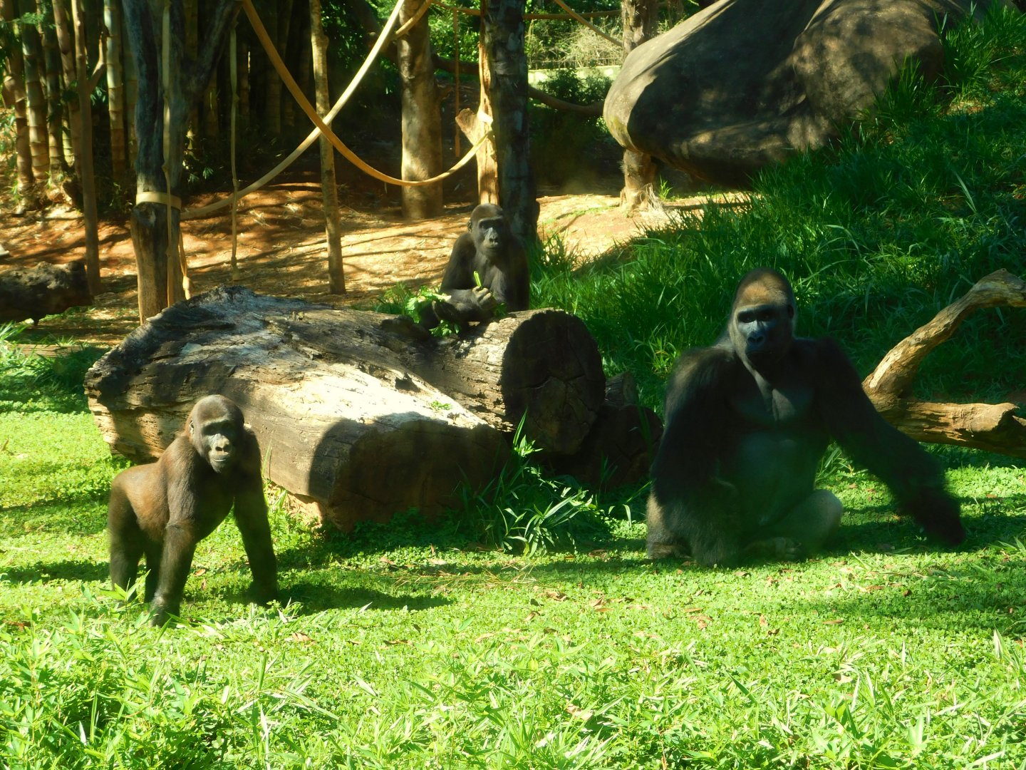 "Sawidi", "Jahari" and "León", western lowland gorillas - Belo Horizonte zoo