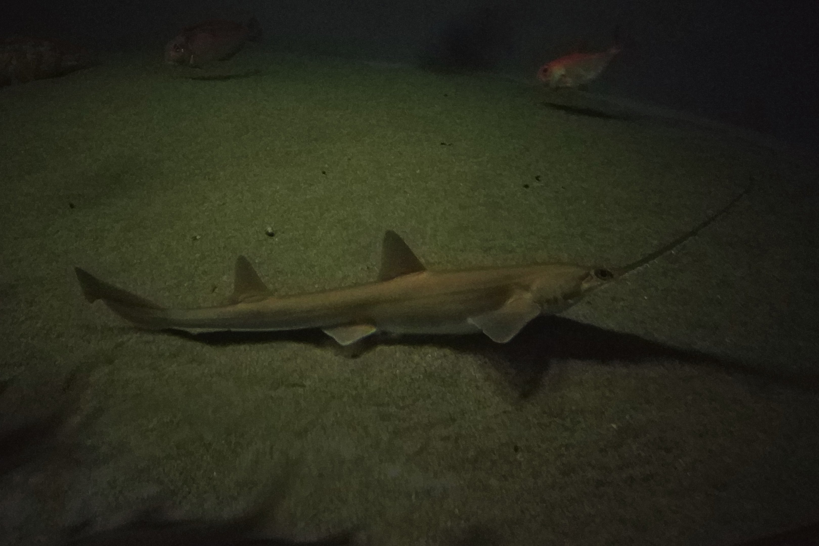 Sawshark