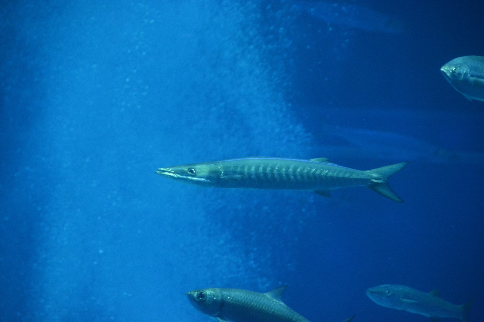 Sawtooth barracuda (Sphyraena putnamae)