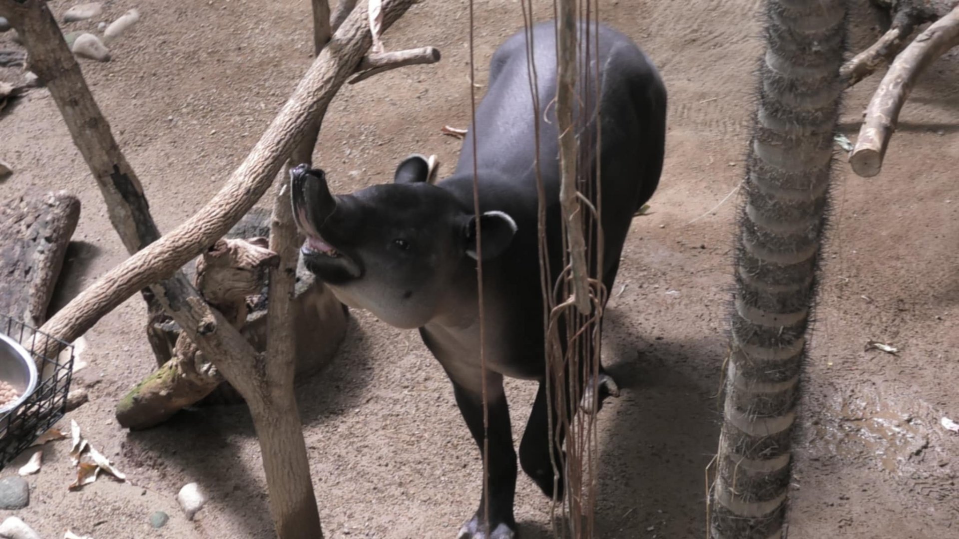 Say cheese  tapir edition