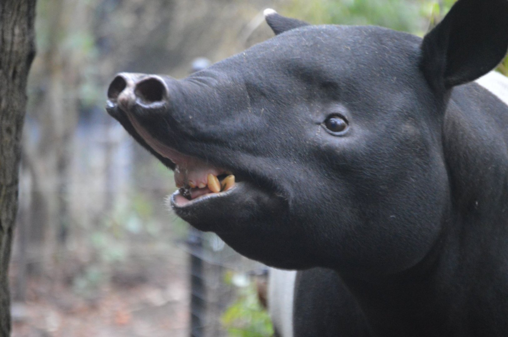 Say cheese!  (Tapirus indicus)