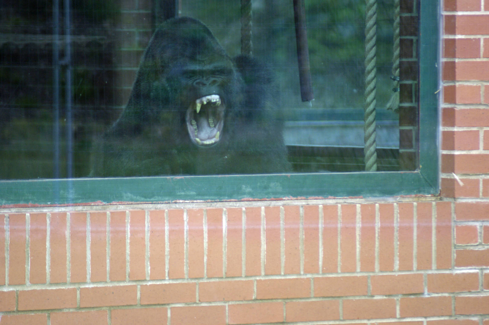 Say Hello to your new stepfather