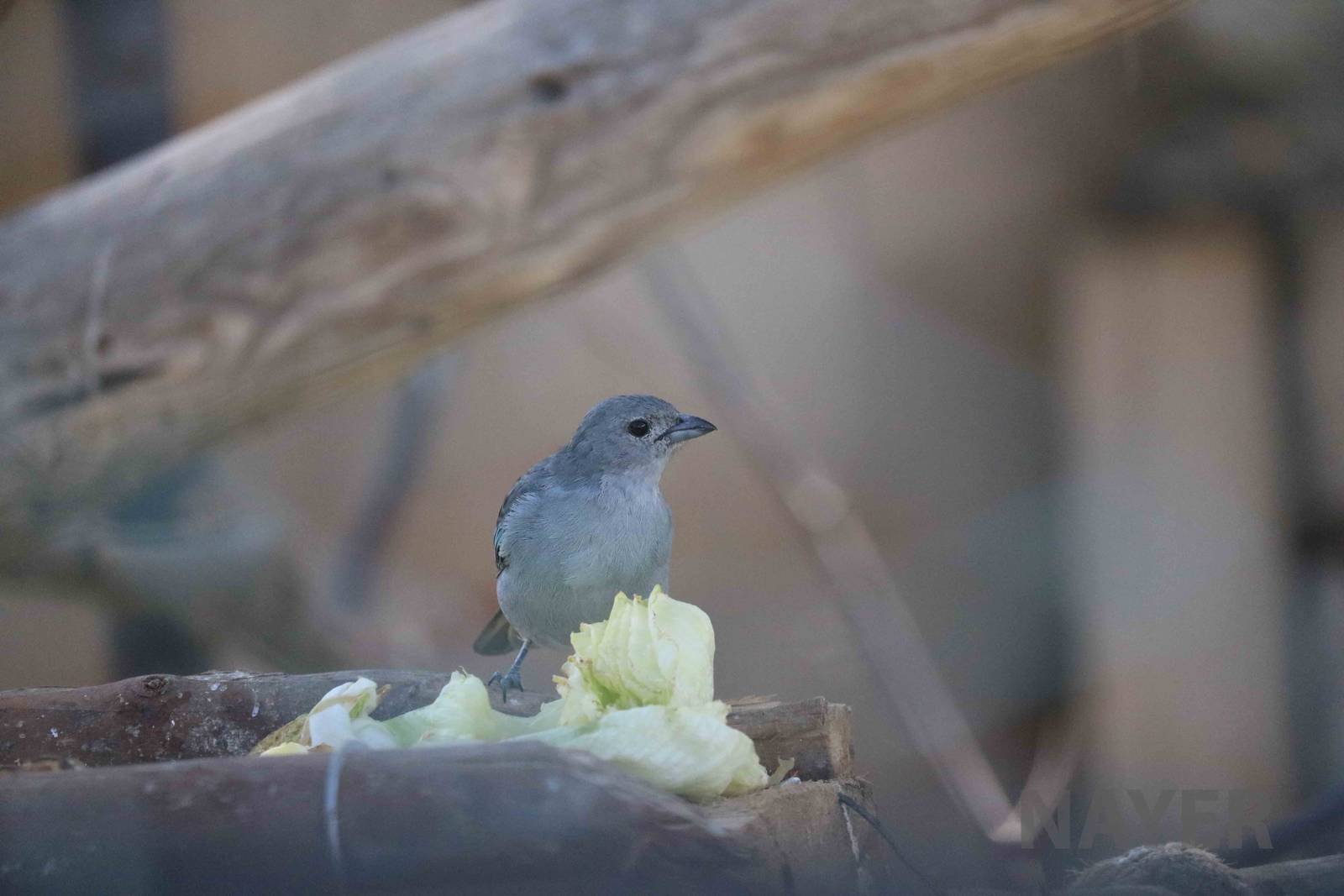 Sayaca tanager (wild), March 2016