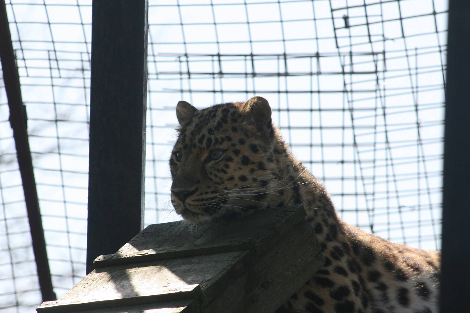 Sayan Amur Leopard