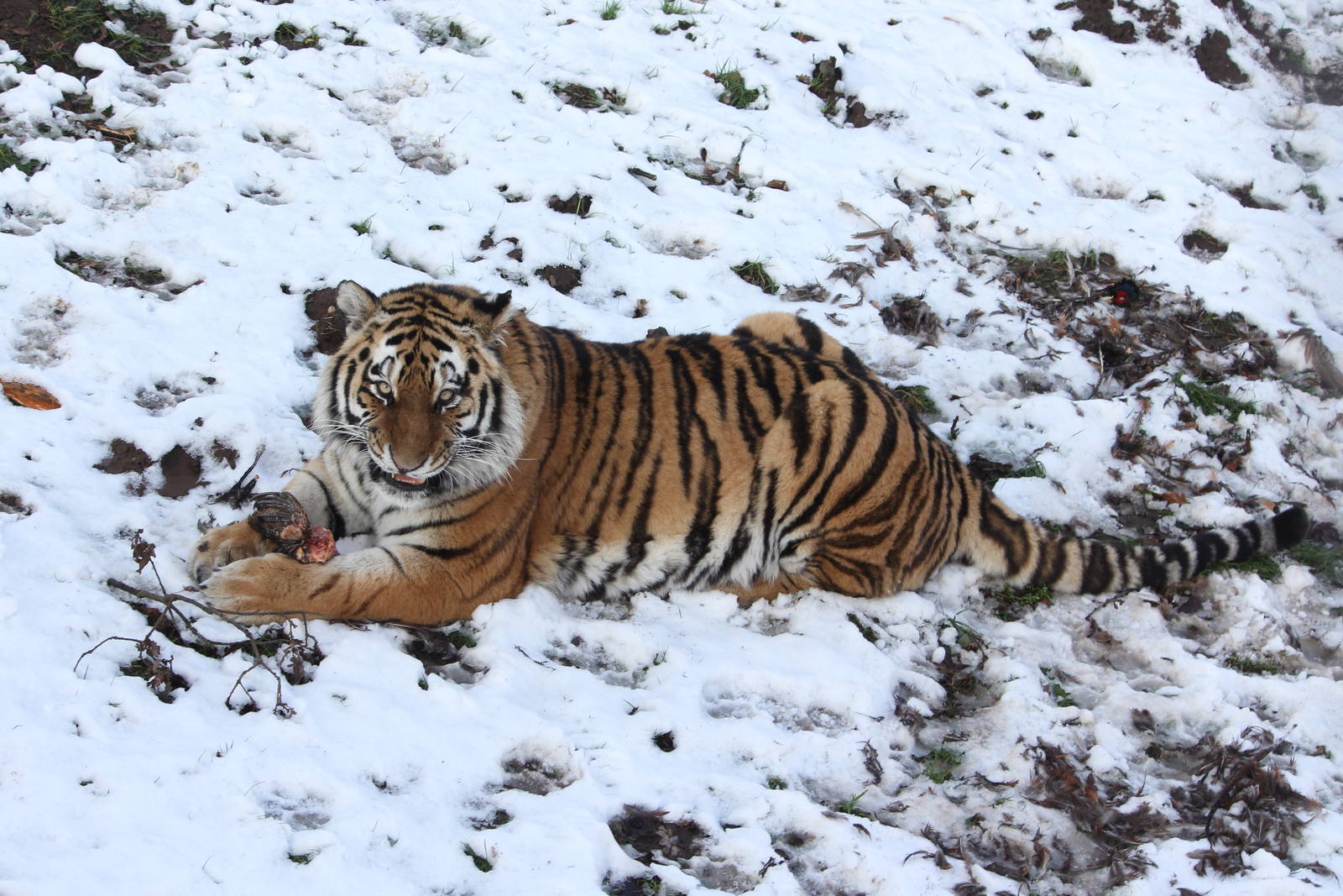 Sayan with a self caught pheasant 27-12-14