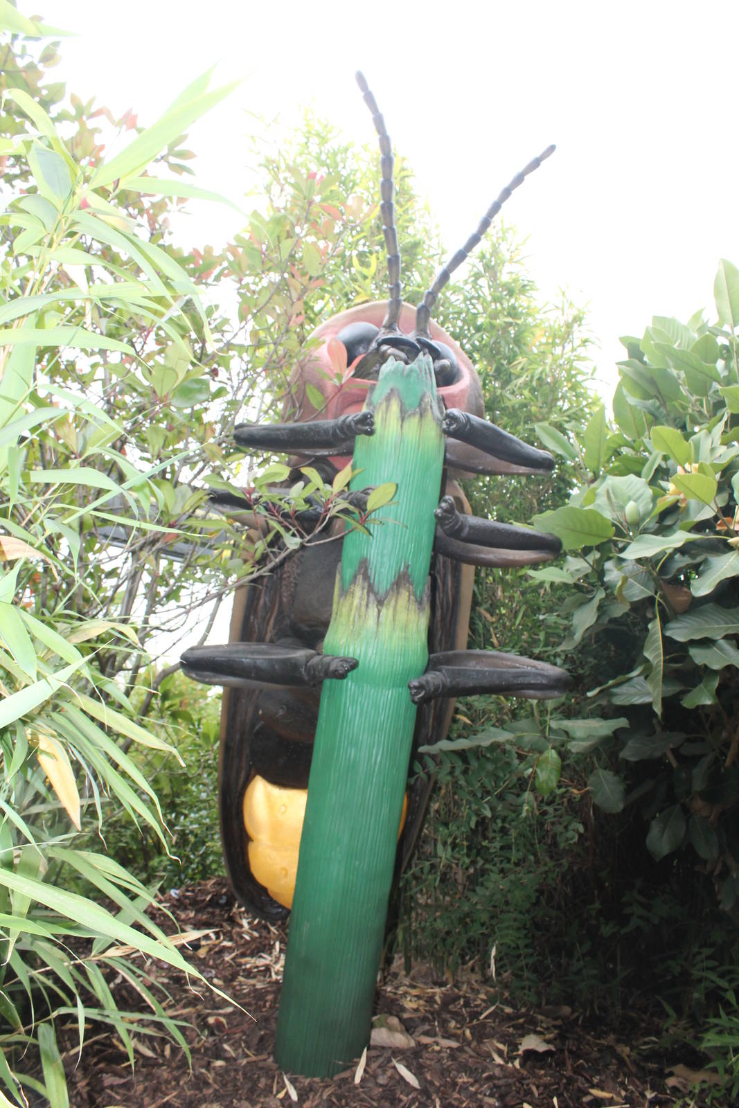 Say's Firefly Bugs Chester Zoo 2013