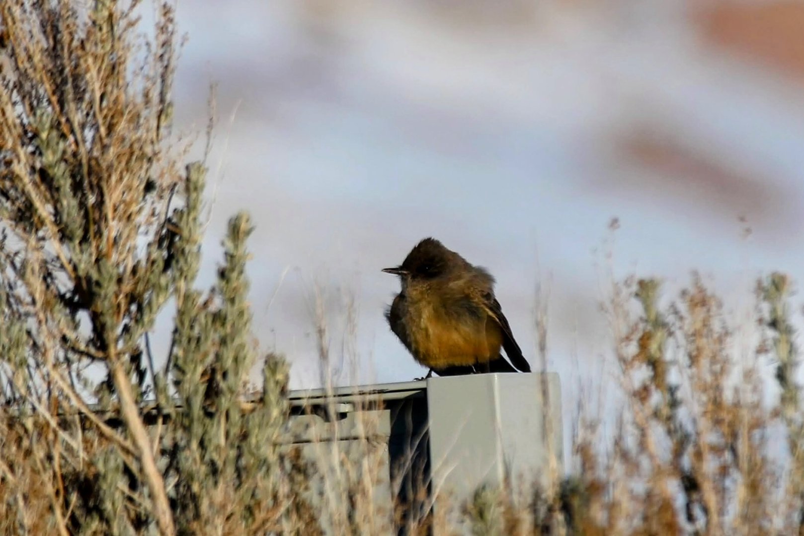 Say's Phoebe (Sayorinis saya)