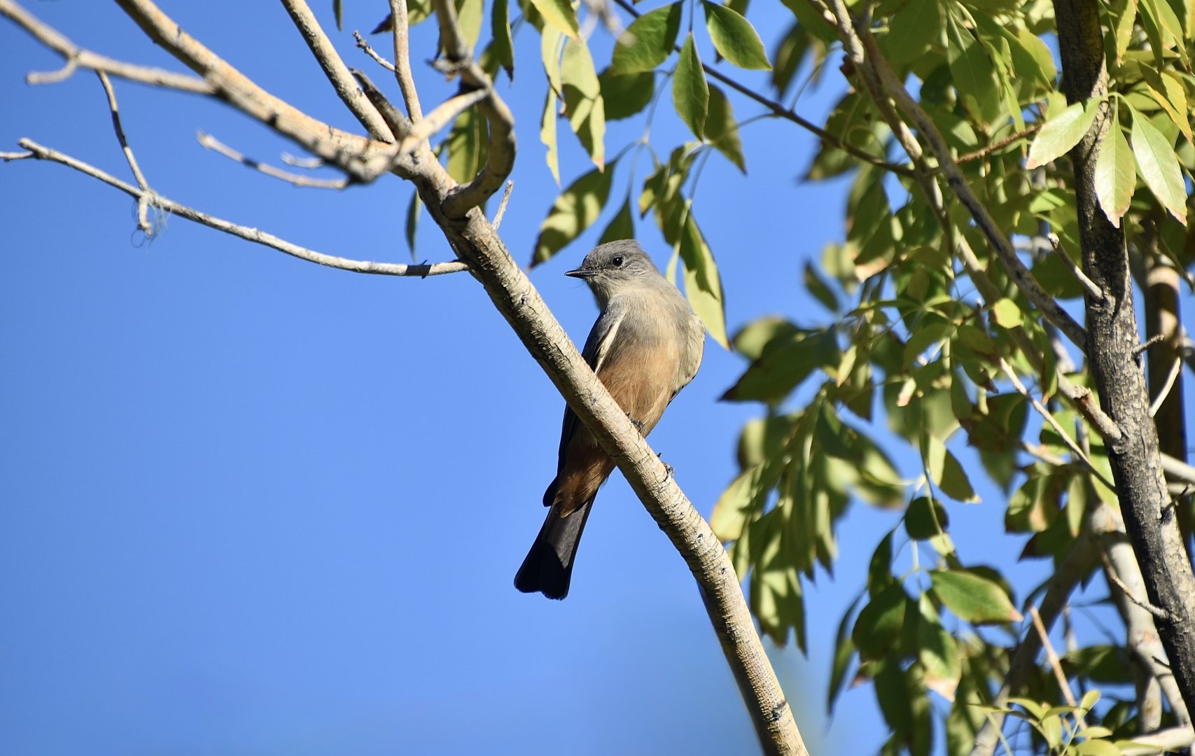 Say's Phoebe (Sayornis saya saya)