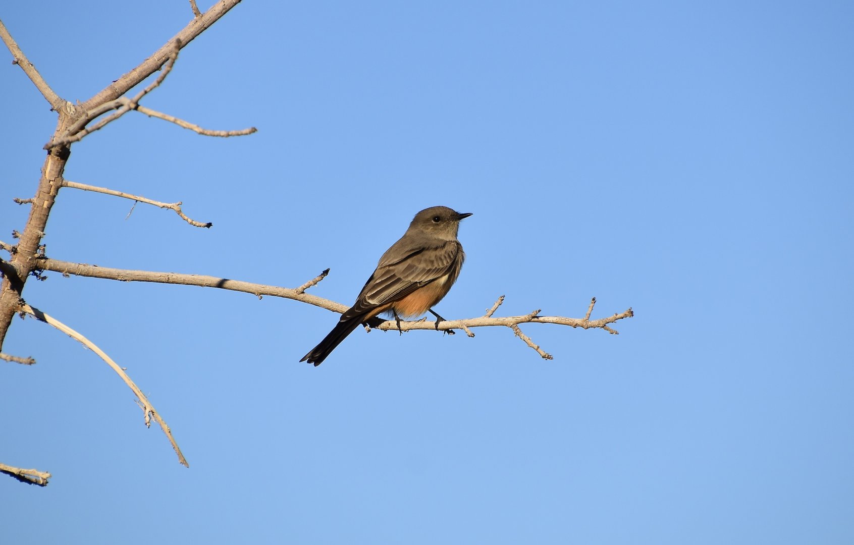 Say's Phoebe (Sayornis saya saya)
