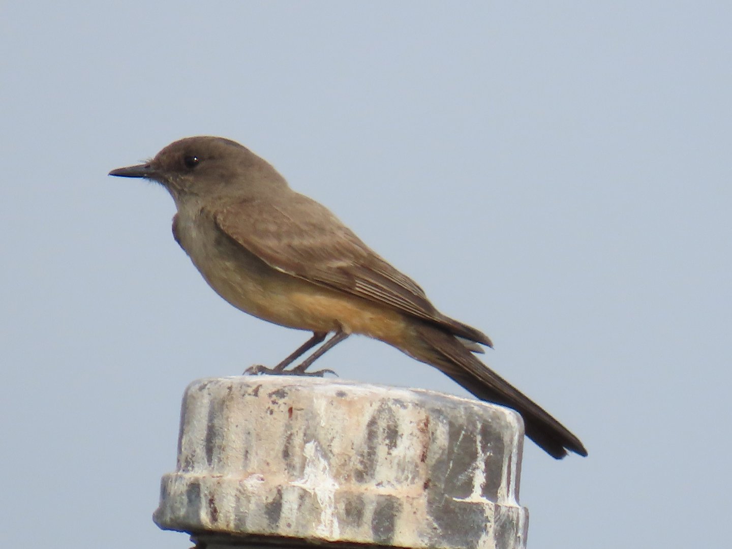 Say’s Phoebe (Sayornis saya)
