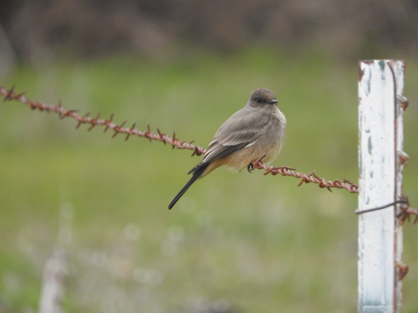 Say's Phoebe
