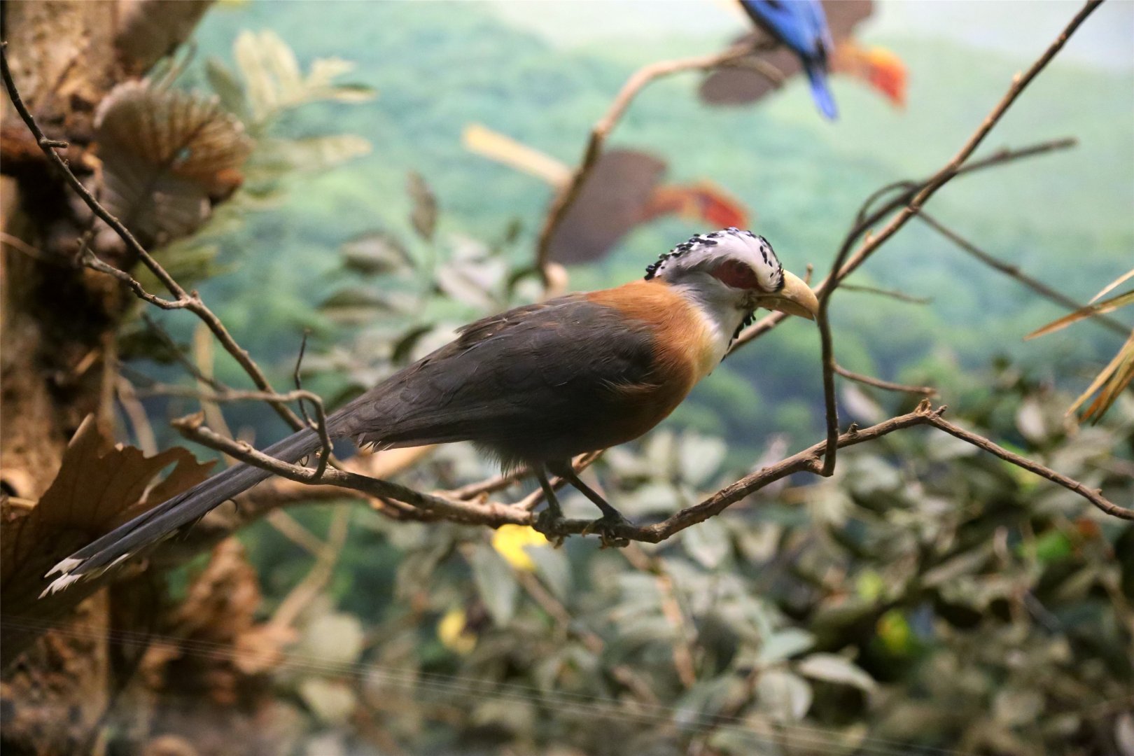 Scale-feathered malkoha (Lepidogrammus cumingi)