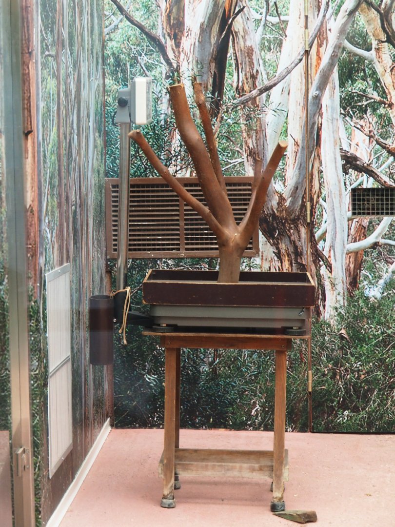 Scale for the weighing of koalas, 2020-01-11