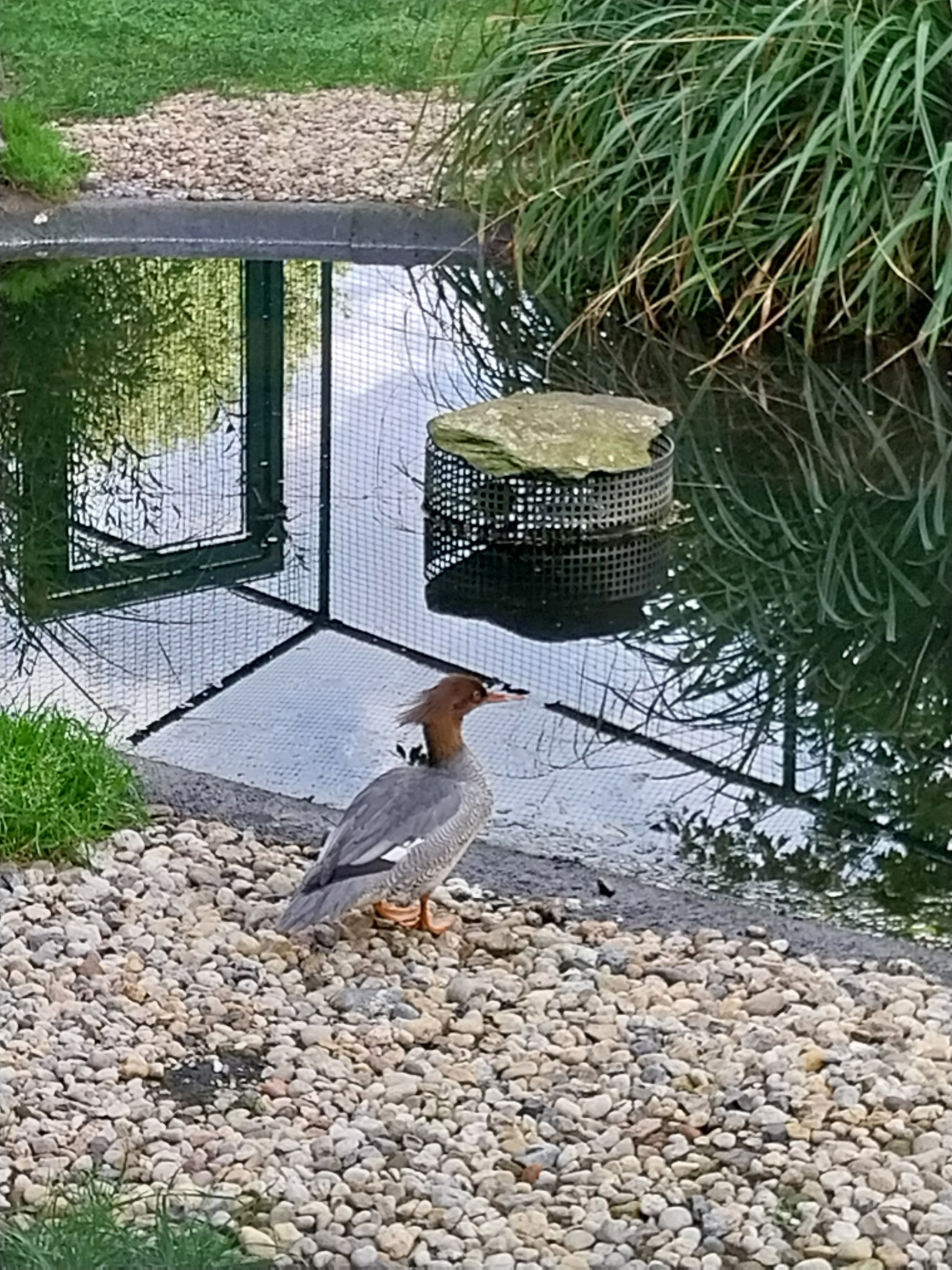 Scale-sided Merganser (Mergus squamatus)