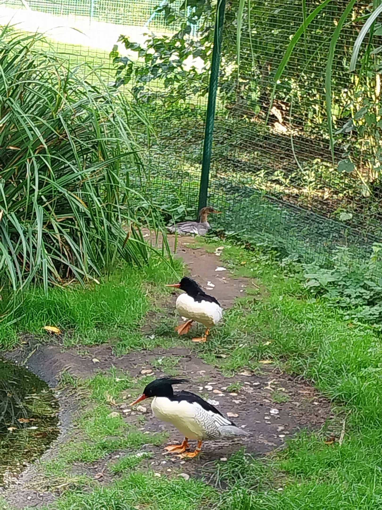 Scale-sided Merganser (Mergus squamatus)