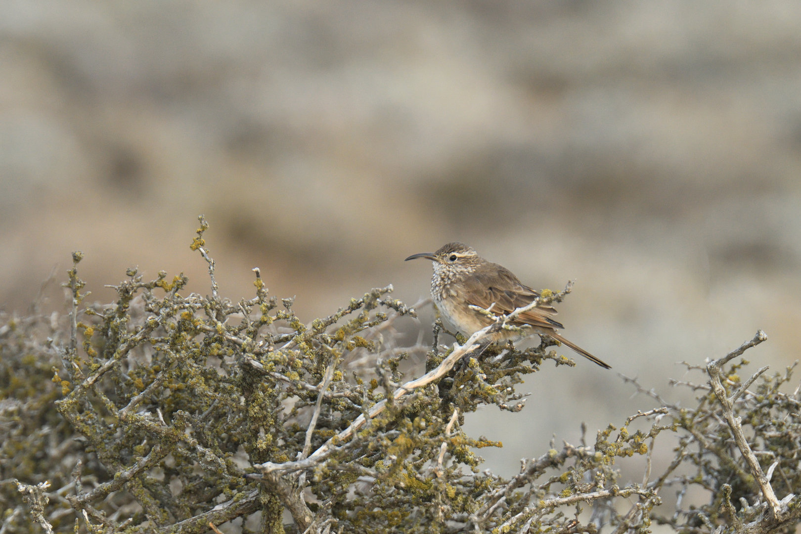 Scale-throated Earthcreeper Upucerthia dumetaria